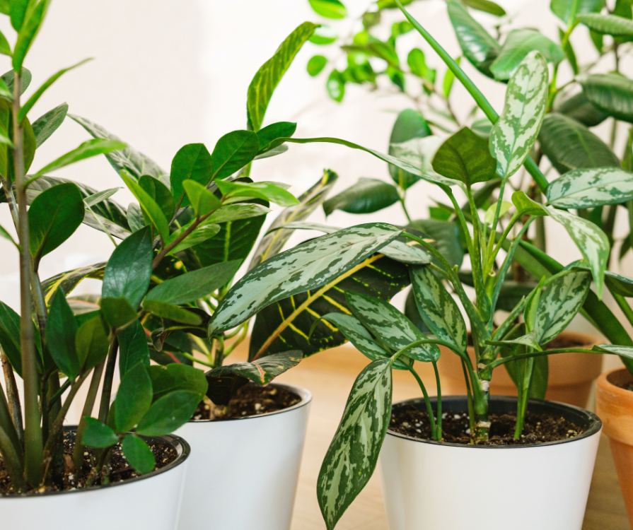  Tuto vidéo Vert'Easy : quand et comment rempoter vos plantes ? 