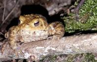 Migration des crapauds : la rue Morte Bouteille fermée