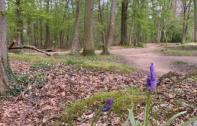 Sortie en forêt :  restez sur les sentiers