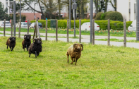 Nos moutons se refont une beauté