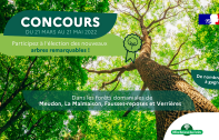 Concours ONF : participez à l'élection des nouveaux arbres remarquables