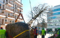 Livraison du premier grand arbre au parc Jean Monnet