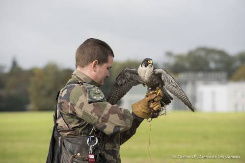 Rapace Air Force