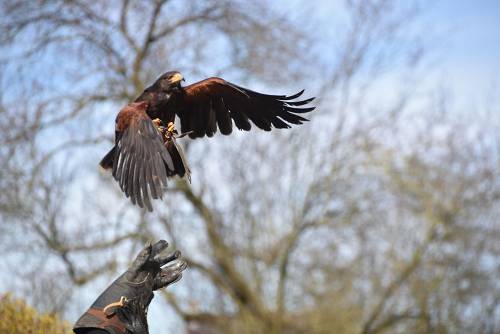 Effarouchement des pigeons squatteurs