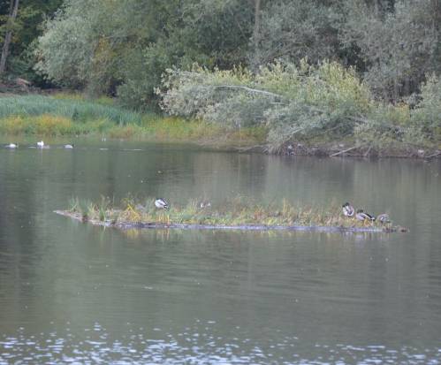 Cerise sur le « radeau »