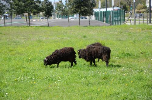 Avec le printemps, nos moutons sont de retour