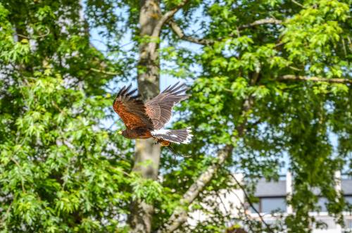 Des faucons pour effaroucher les pigeons