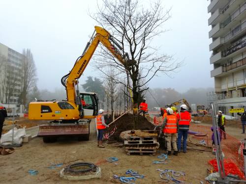 Arrivée des grands arbres à Louvois