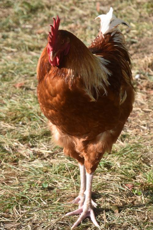 Même pendant le confinement,  nos animaux sont chouchoutés