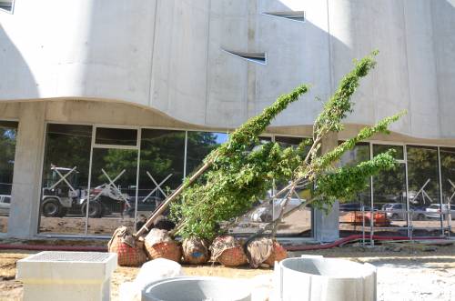 Espace Vazeille : plantation des arbres