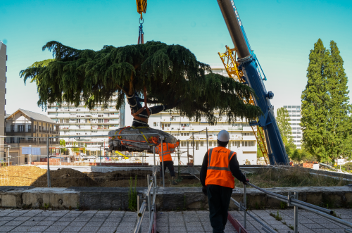 Transplantation du cèdre pleureur