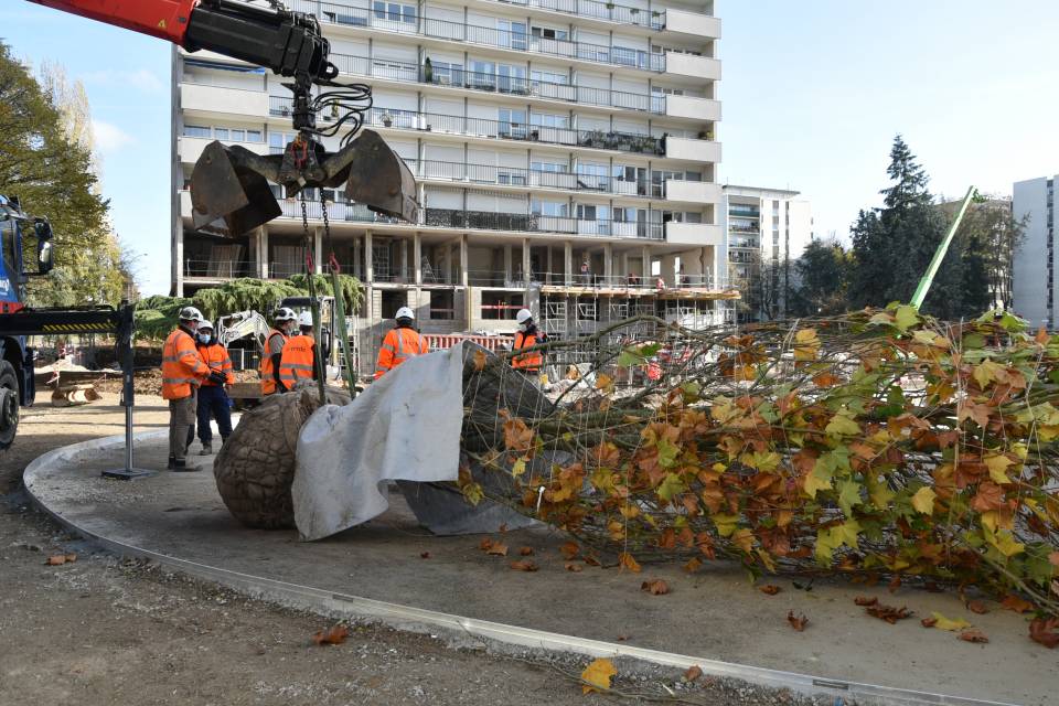 Actu travaux à Louvois : arrivée spectaculaire du platane 