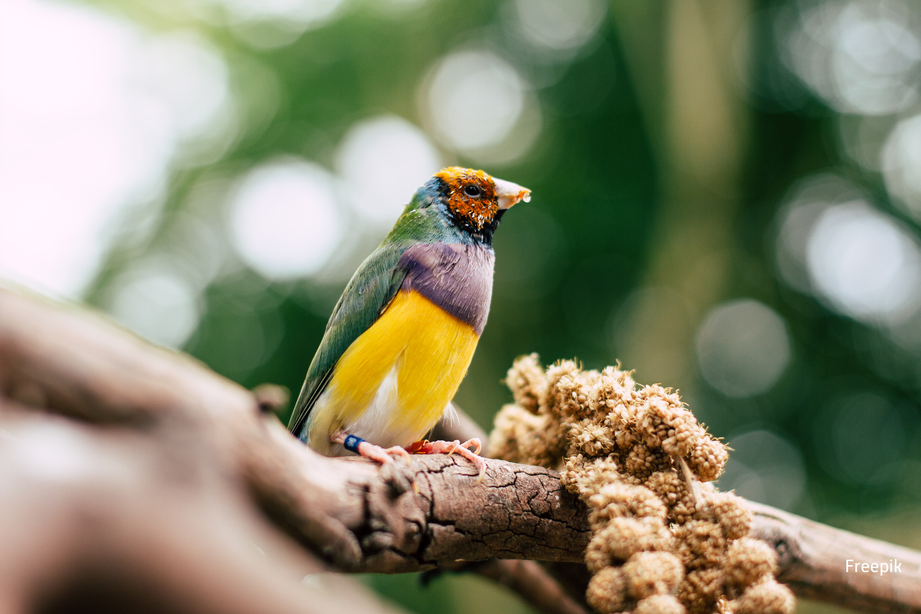 Grippe aviaire :  les recommandations de la préfecture