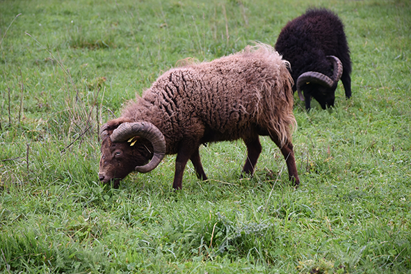 Nouveaux moutons à Vélizy-Villacoublay