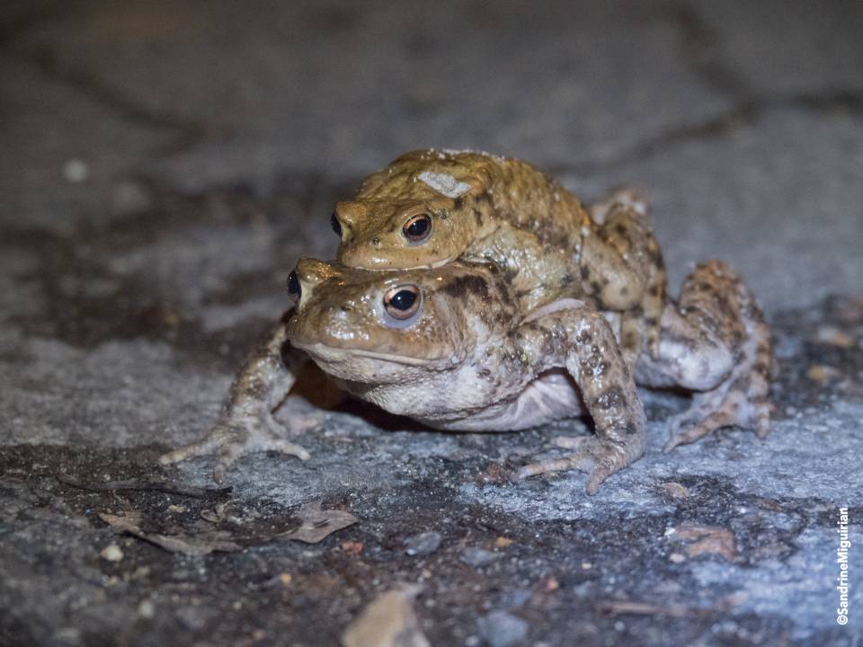 Migration des crapauds : la rue Morte Bouteille fermée