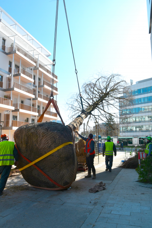 Livraison du premier grand arbre au parc Jean Monnet