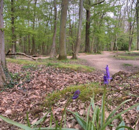 Sortie en forêt :  restez sur les sentiers