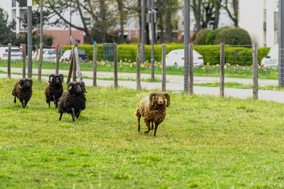 Nos moutons se refont une beauté