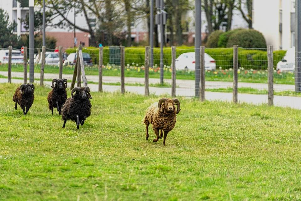 Coupe de printemps pour nos moutons