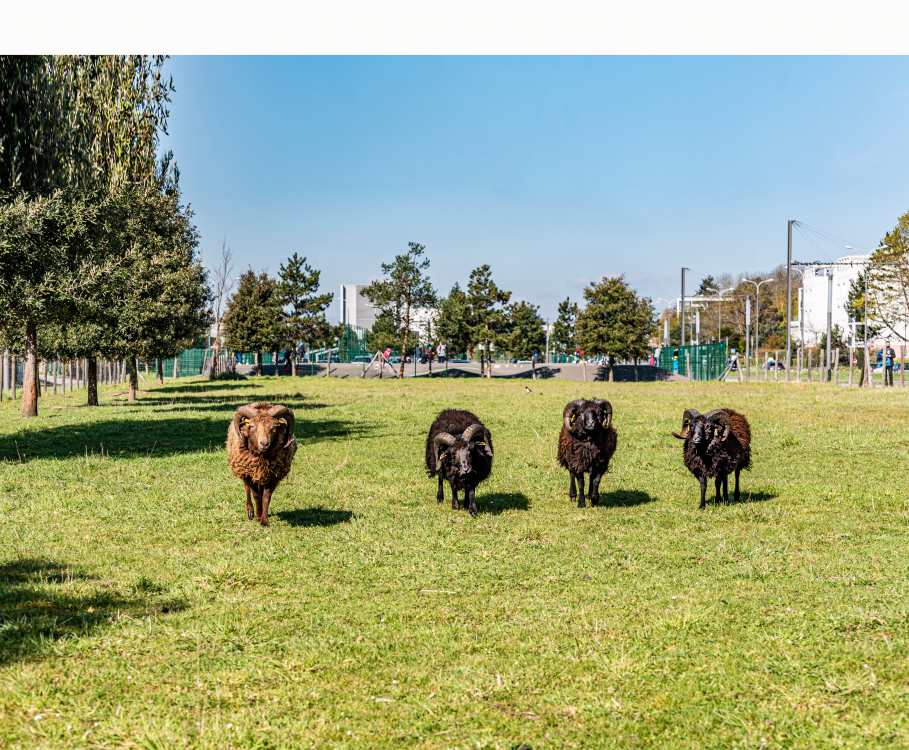 Des moutons pour nos prairies !