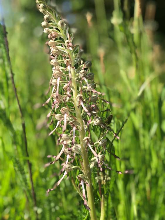 Découverte d'une nouvelle variété d'orchidées sauvages 