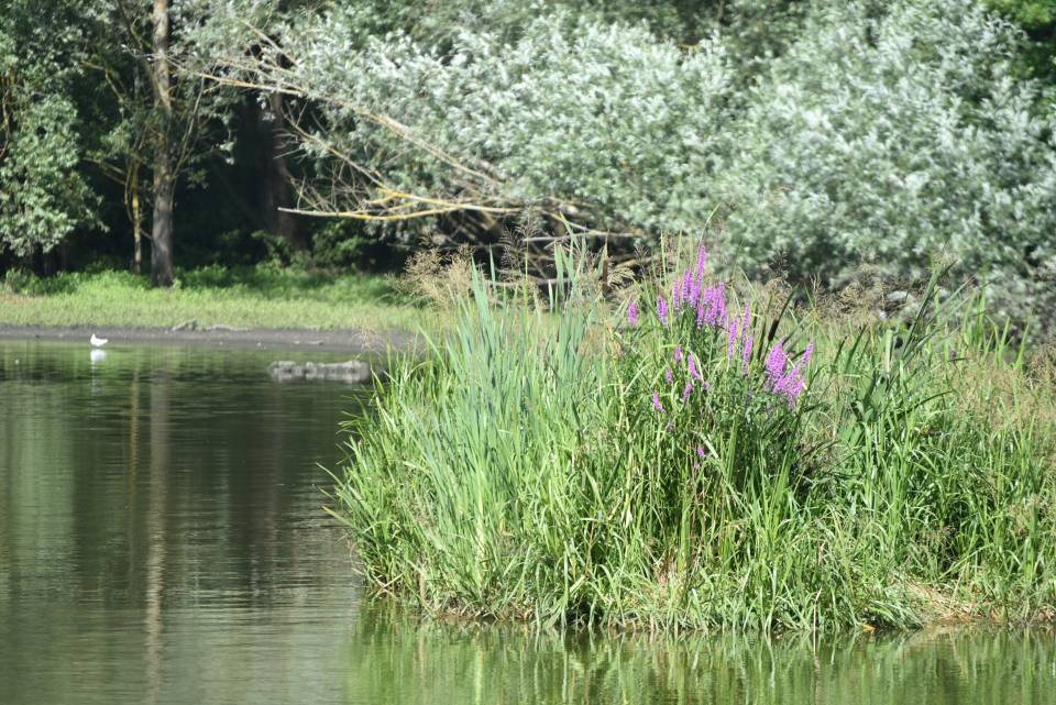 L'îlot végétalisé de l'étang du Trou aux Gants : un refuge pour la faune locale 