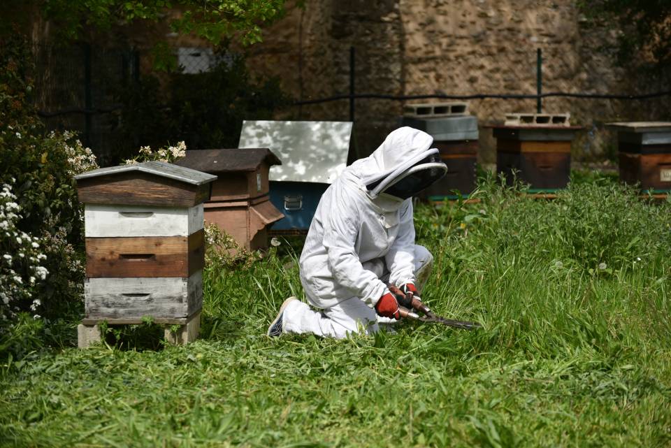 REPORTAGE  - Visite des ruches près de l'église Saint-Denis