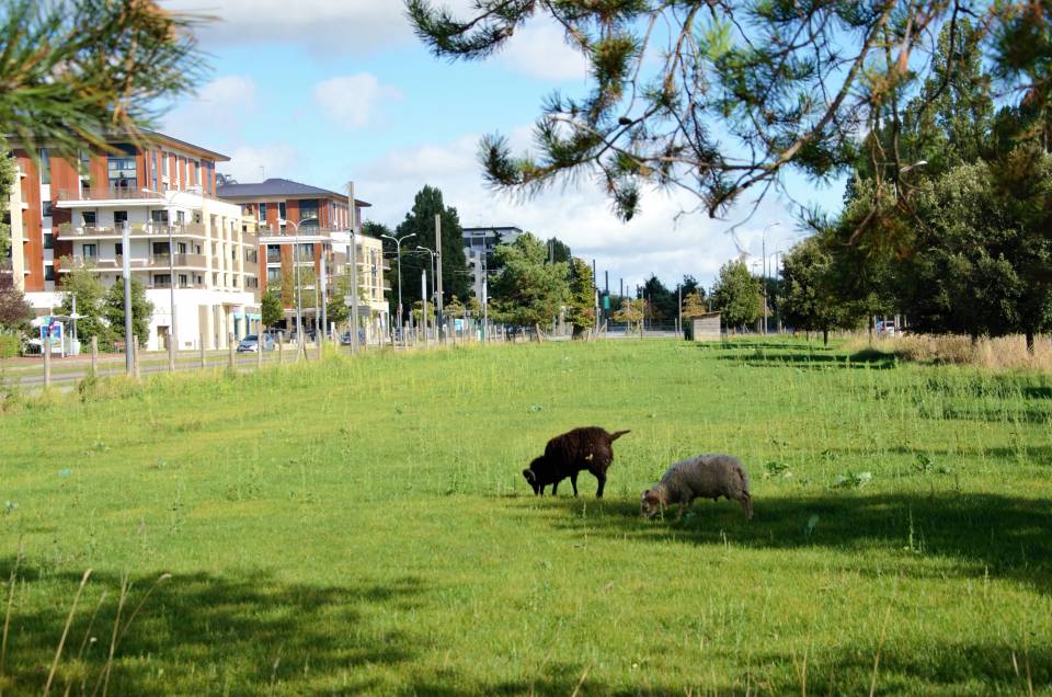  Nos moutons sont de retour !