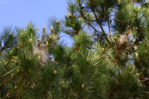 Attention aux chenilles processionnaires