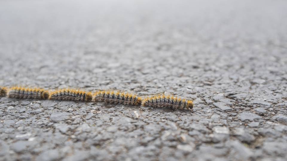 Chenilles processionnaires : restons vigilants 