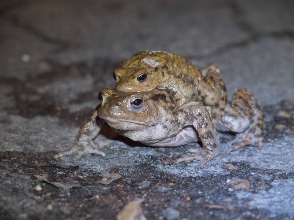 La migration des crapauds a commencé : soyez vigilant !