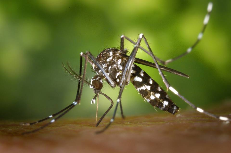 Moustique tigre : agissons pour limiter sa prolifération !