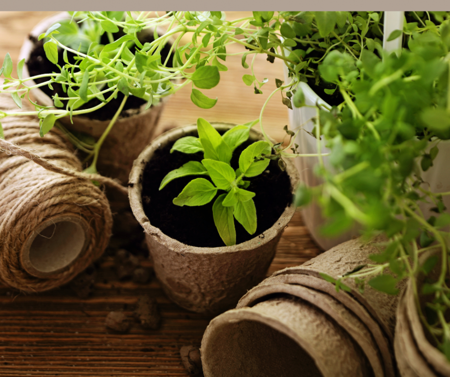 Atelier VERT'EASY : Parlons plantes !