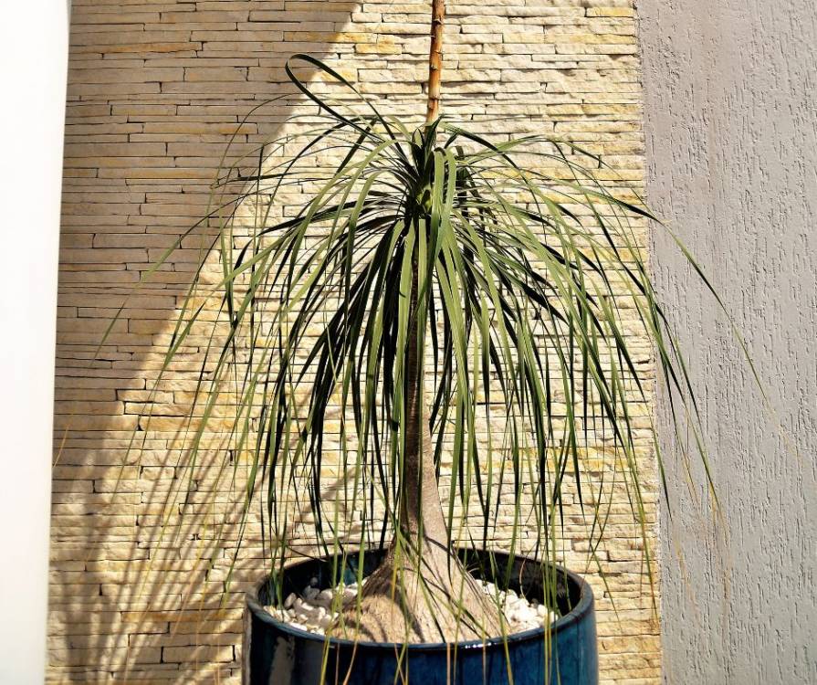 Tuto Vert'Easy : 5 plantes qui résistent à la canicule