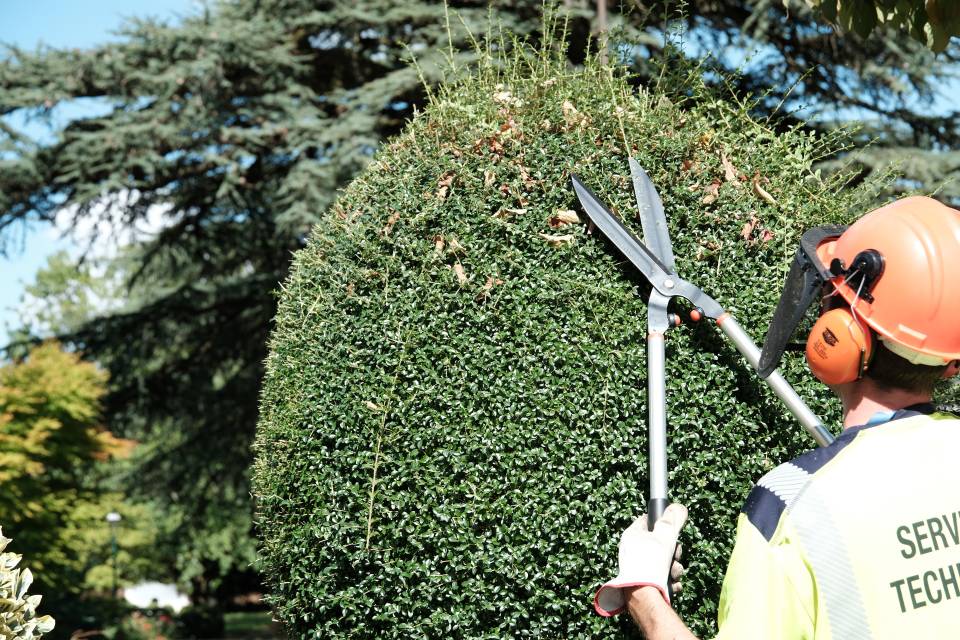 Tuto Vert'Easy : Comment bien tailler votre arbuste ?