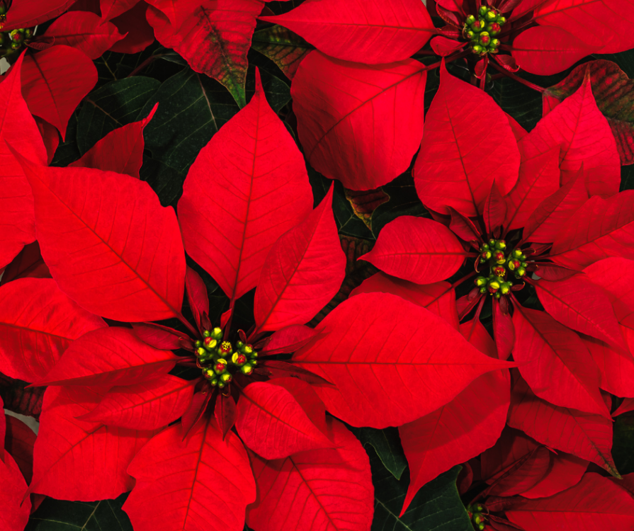 Tuto Vert'Easy : Top 5 des fleurs d'hiver pour décorer votre intérieur