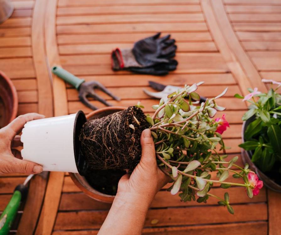 Tuto Vert'Easy : Donner un coup de pouce à vos plantes au printemps !