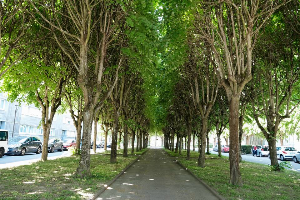 Une taille raisonnée pour des arbres en meilleure santé 
